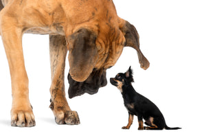 Health Needs for Giant Dog Breeds