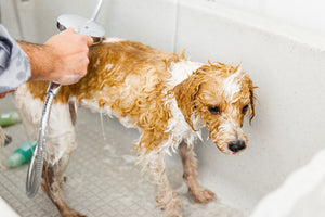 Benefits of Benzoyl Peroxide Shampoo for Dogs