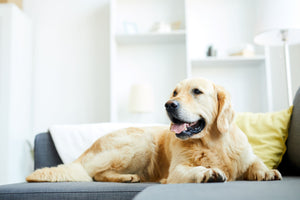 How to Maintain a Pet Friendly Clean Home