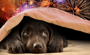 Keeping your Dog Calm During Fireworks