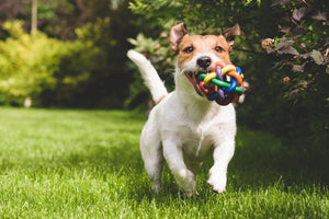 Importance of Probiotics for Your Dog’s Health