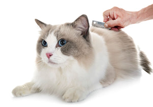 Grooming Tips for Healthy Cats 