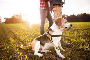 Senior beagle sitting in a field with his owners.