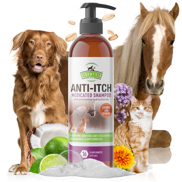 Medicated shampoo store for itchy dogs