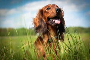 Urinary Tract Infections in Dogs