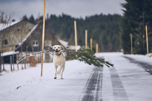Holiday Hazards for Dogs and Cats