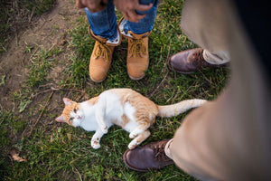 How to Care for Your Outdoor Cat