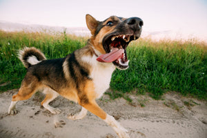 Is Your Dog Too Aggressive?