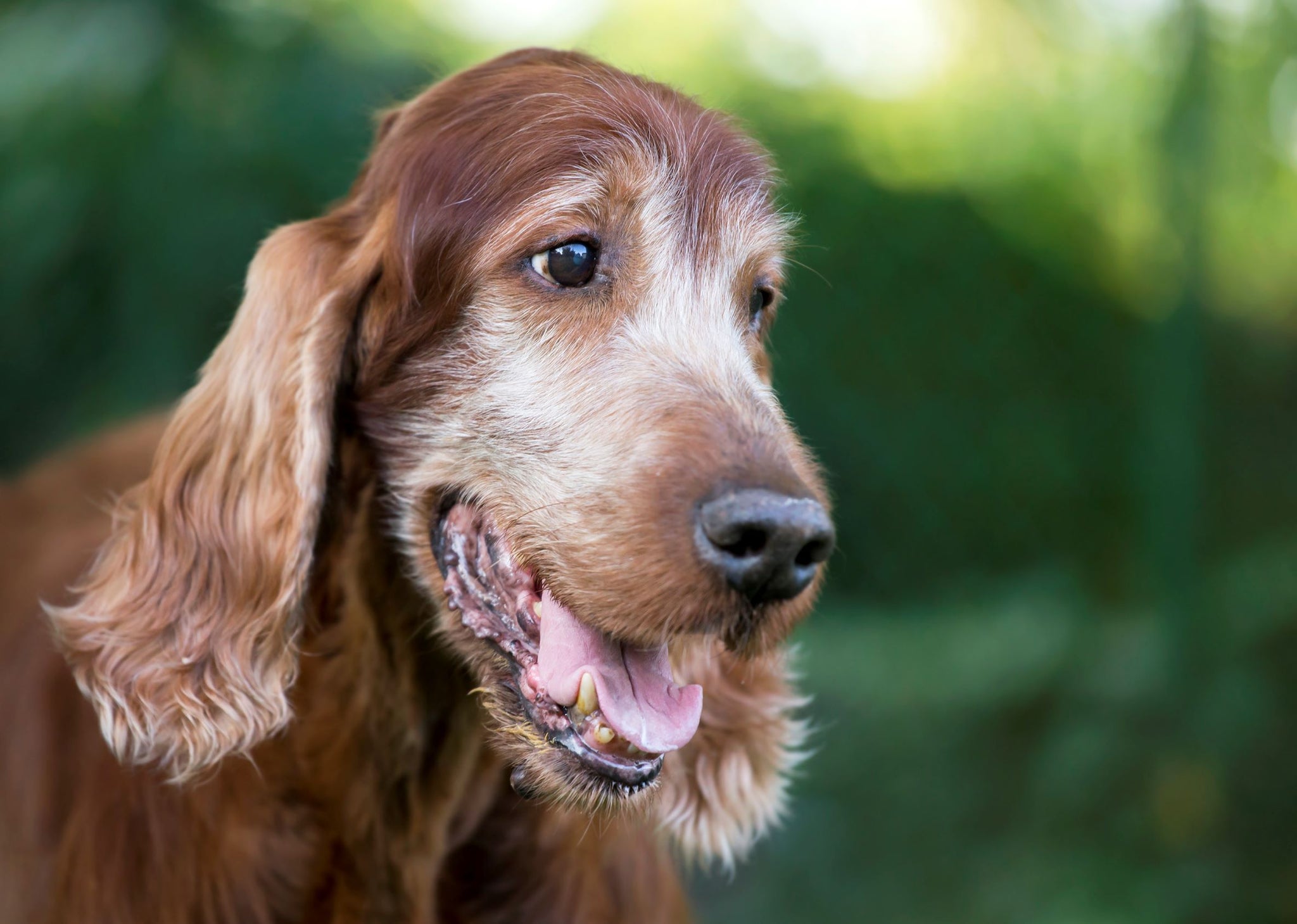 5 Best Ingredients in Senior Dogs