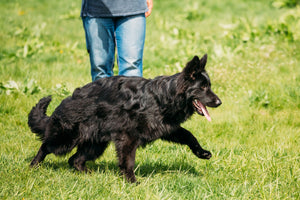 How to Keep Your Grass Green with Pets 