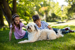 Helpful Tips to Know About Dogs with Children