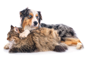 6 Steps to Keep Your Pets Fur Coat Shiny and Healthy