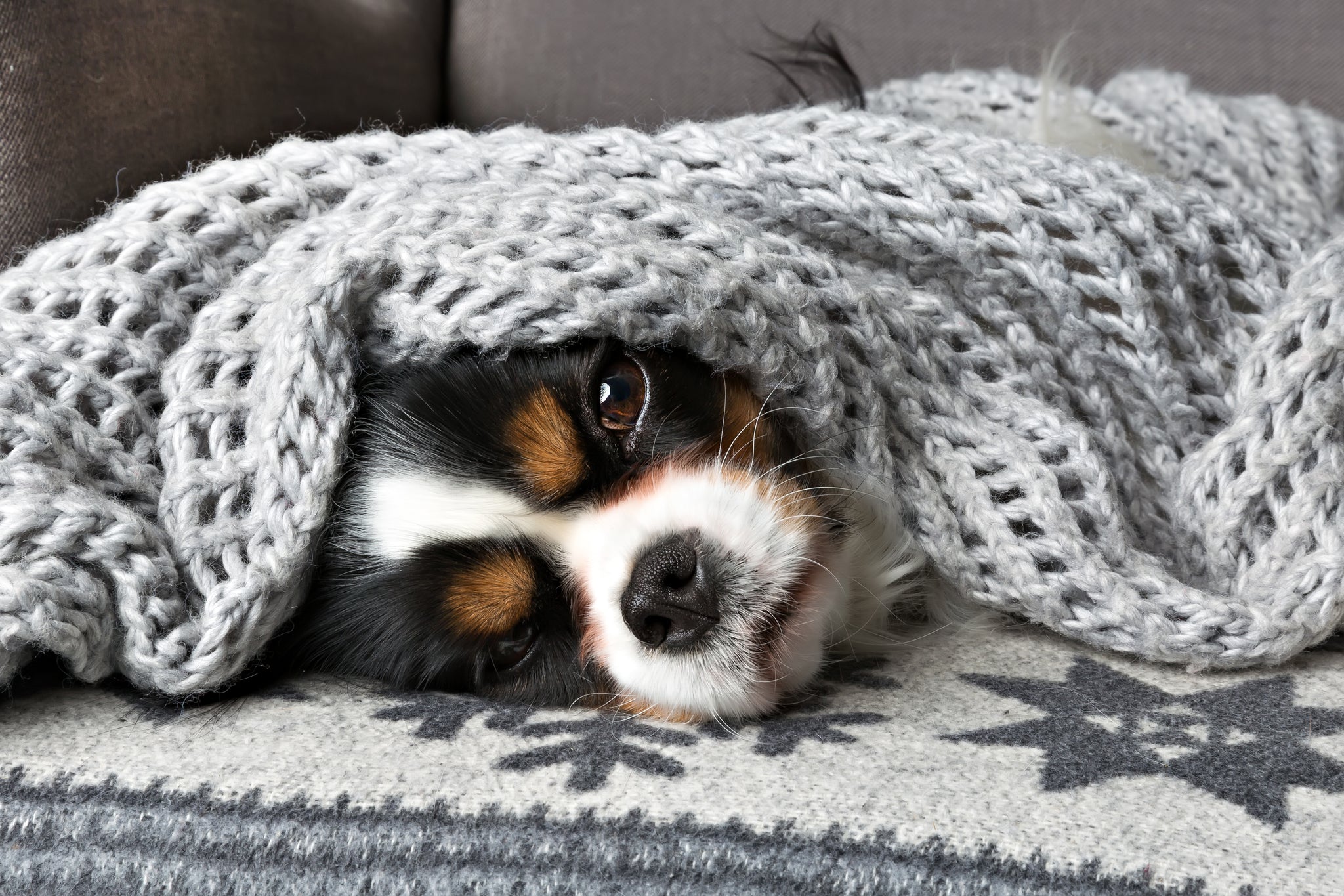Scaredy Dogs: How to Help Your Dog Overcome Anxiety