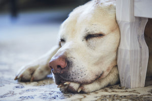 Understanding Your Dogs Sleep Habits 
