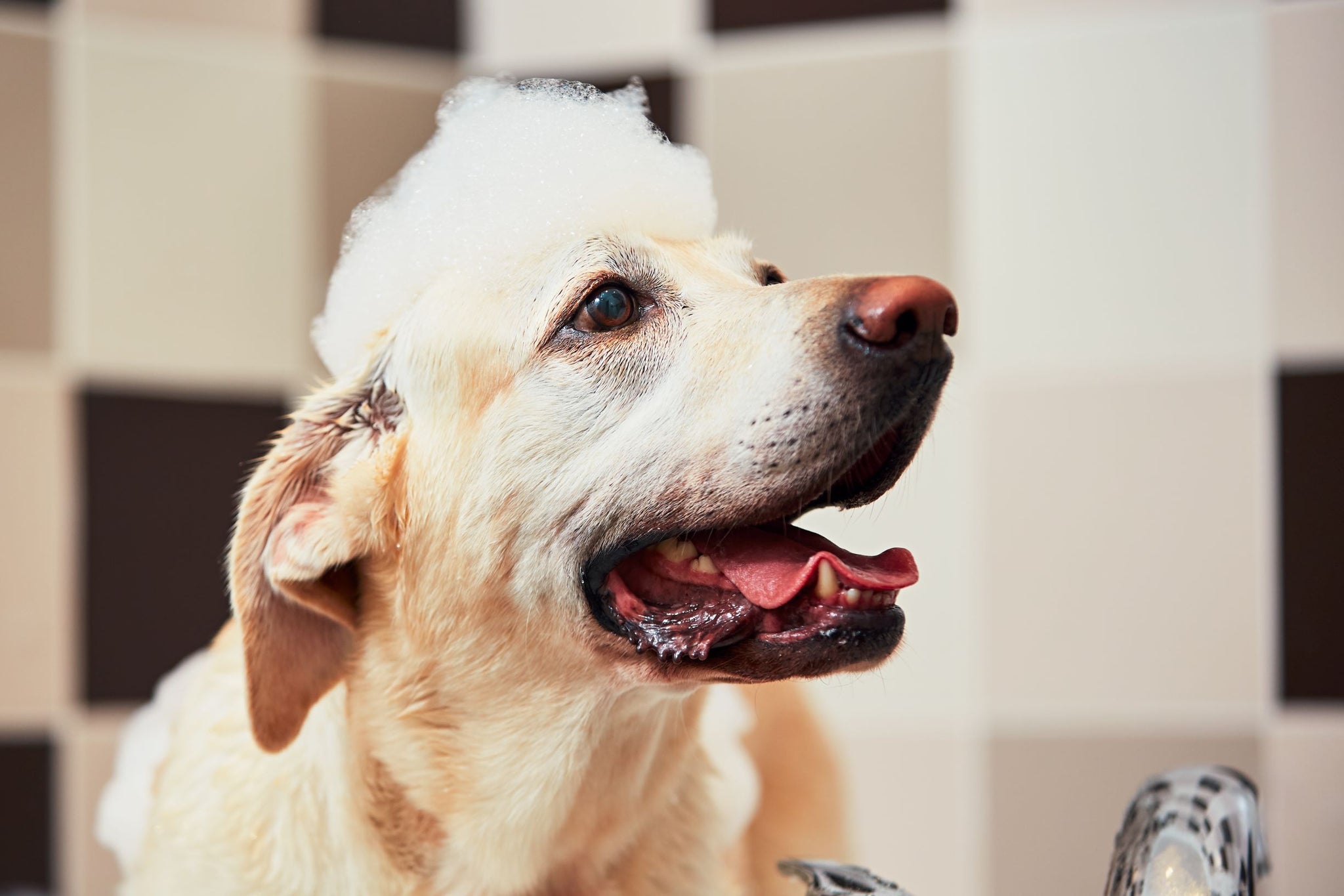 Hot Spots and Skin Issues: How Can You Help?