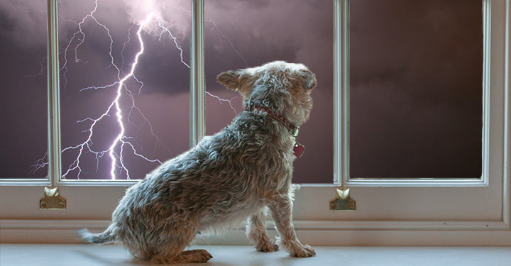 Dogs afraid shop of thunderstorms