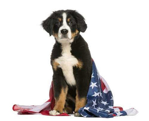 Why You Should Only Buy Pet Food Made in the USA