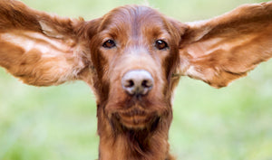 How and When to Clean Your Pets Ears