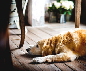 Helpful Herbs to Ease Your Dog's Anxiety