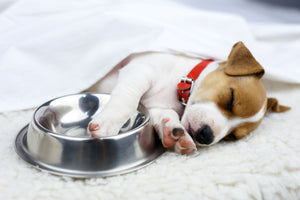 Easy Guide to Puppy Dietary Habits 