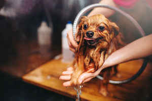 Grooming Tips for Healthy Dogs