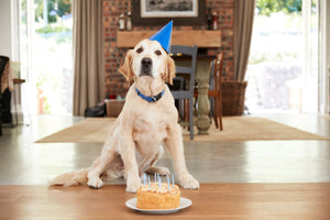 5 Fun Ways to Celebrate Your Dog’s Birthday