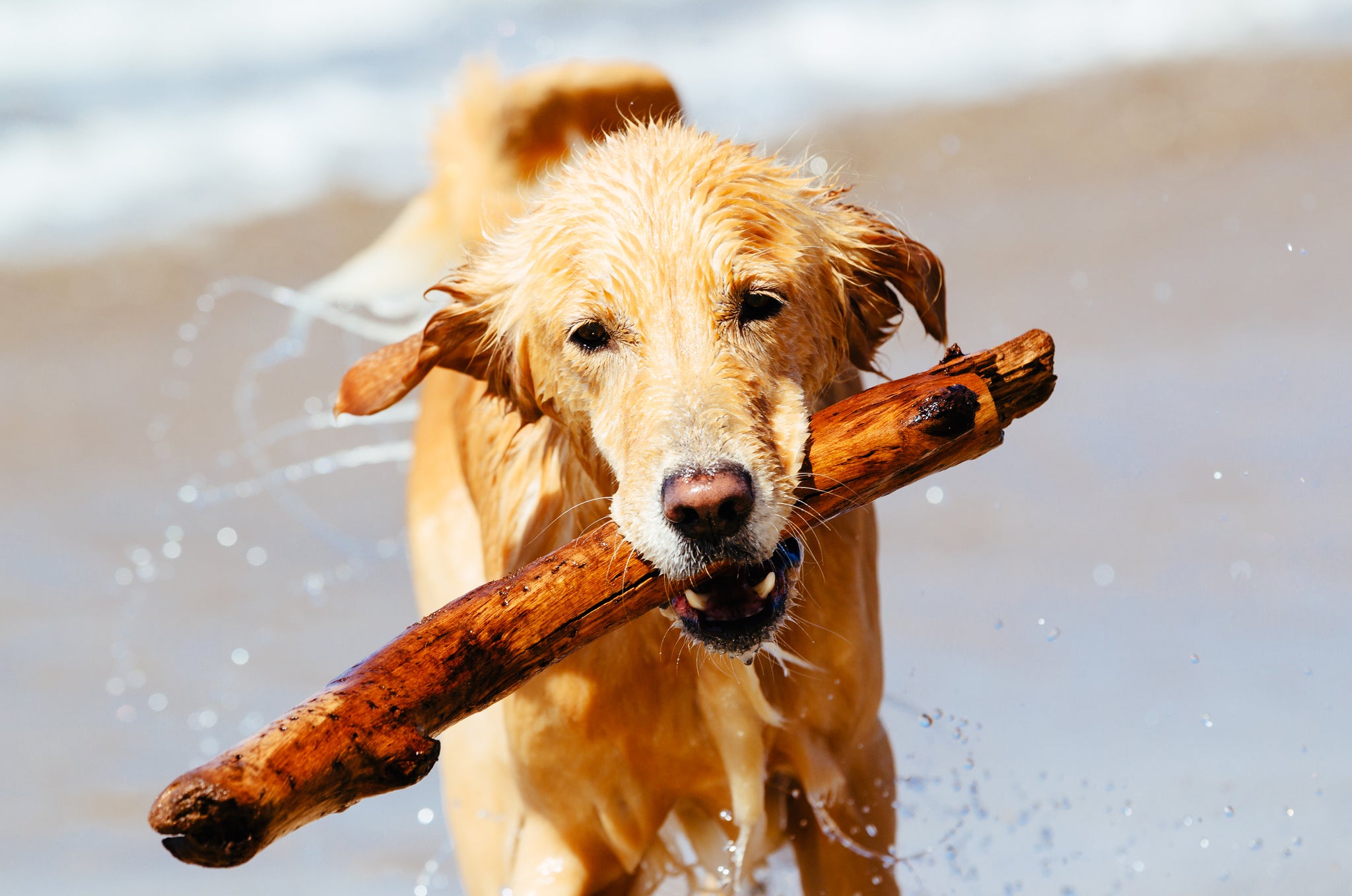 Good fats for store dogs