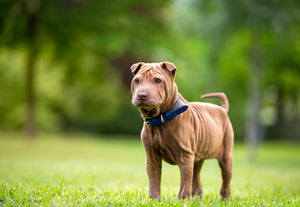 How to Calm an Anxious Dog