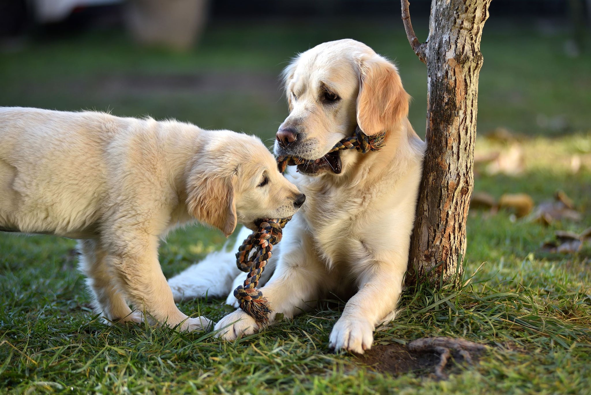 Best Ways to Socialize Your Dog