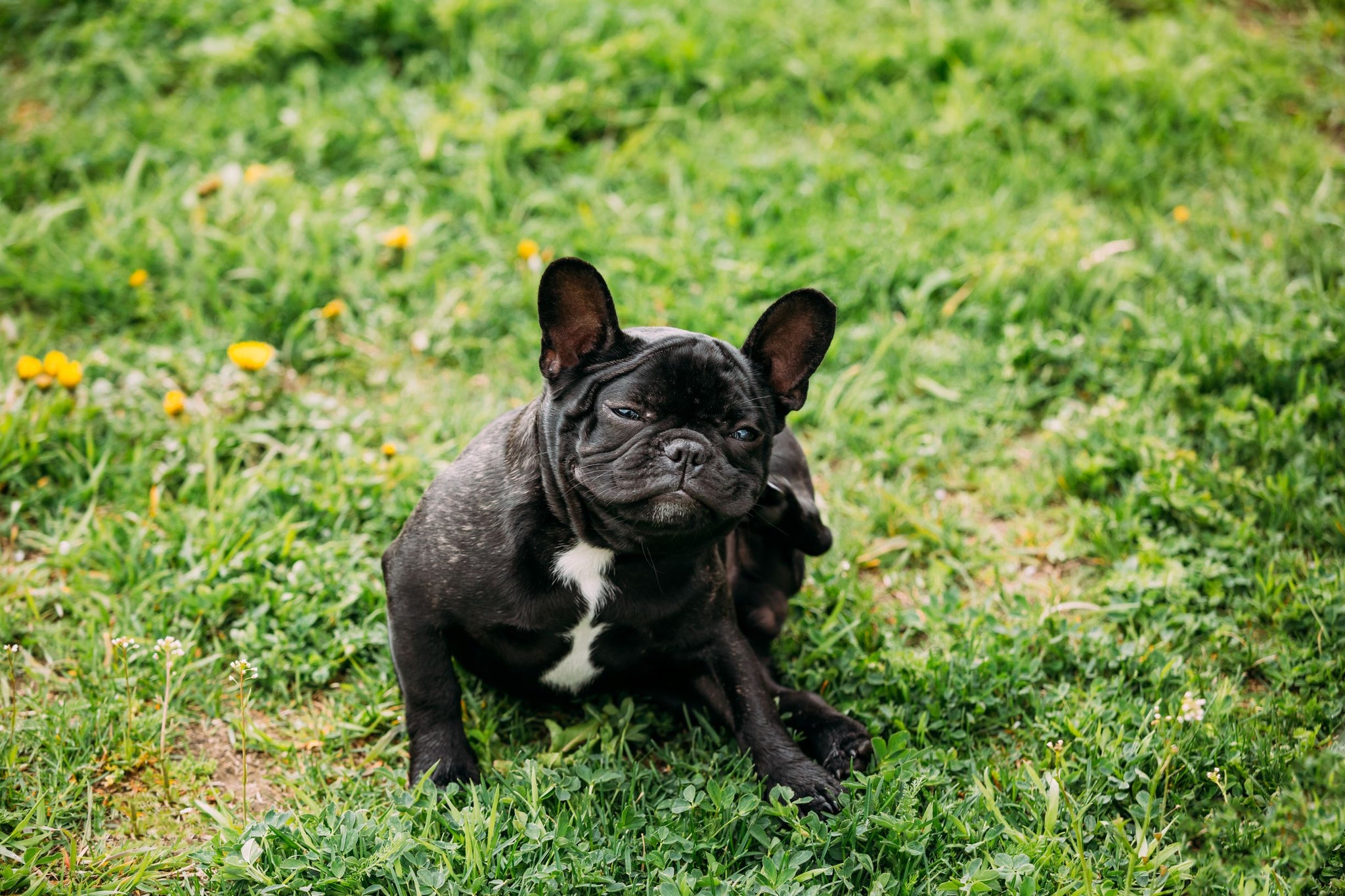 Common Dog Skin Issues and How to Treat Them