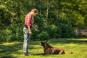 Training with Treats for Your Dog 