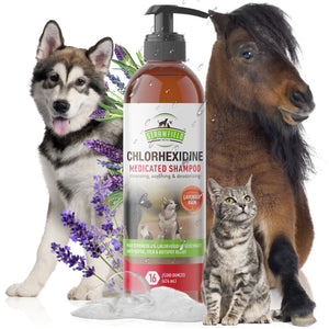 Chlorhexidine Shampoo 4% TEMPORARY- Only can be ordered through Chewy! Link in listing.