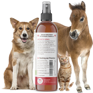 Chlorhexidine Antiseptic Spray with Ketoconazole & Aloe Vera - 8 oz, for Cat & Dog Skin - Made in USA