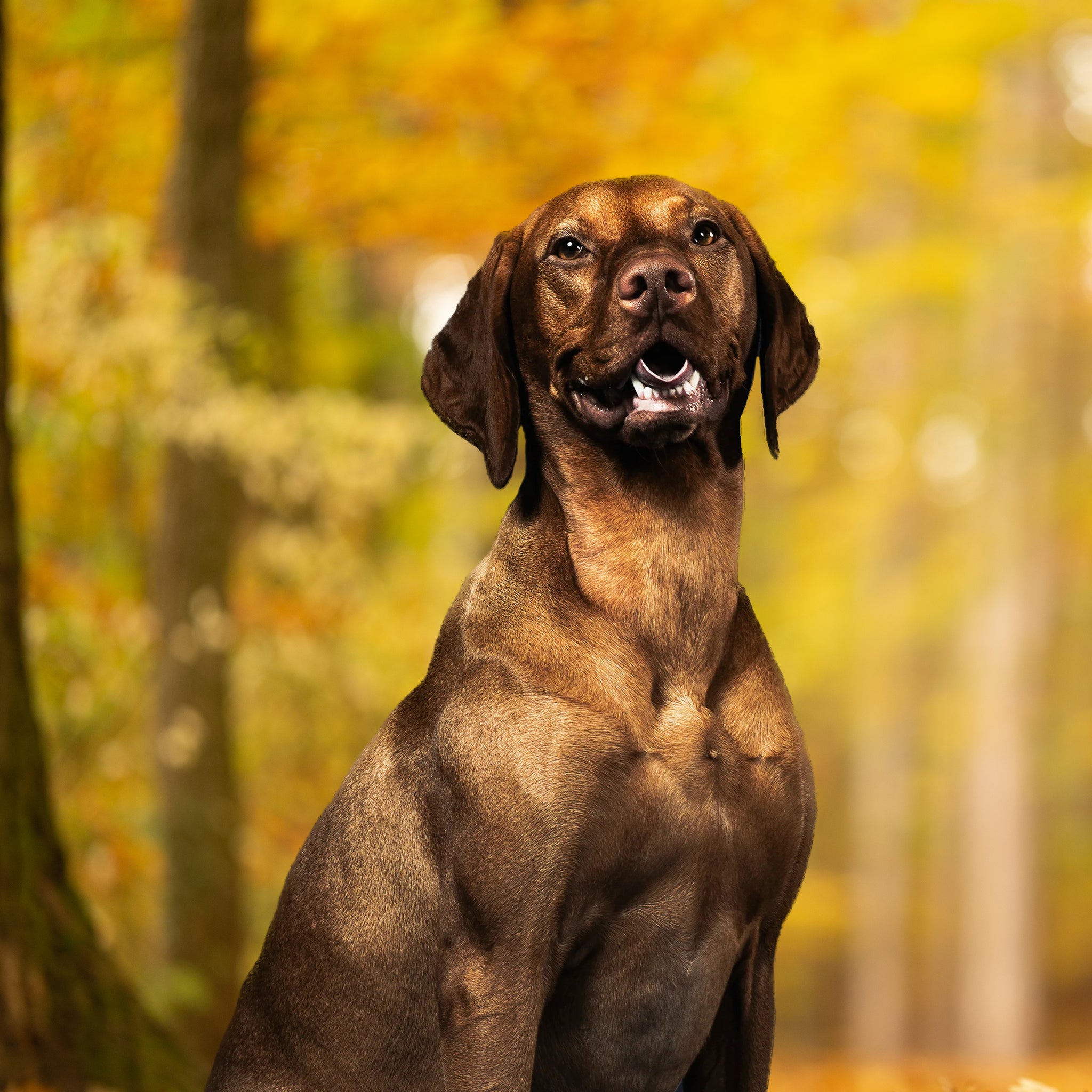 AFP Treat Hider-Treat.Rex – Millie's Pet Supplies Store